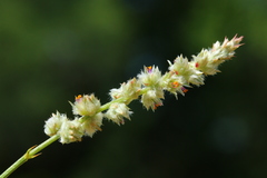 Cyphocarpa angustifolia