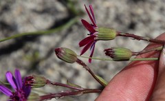 Senecio cymbalarifolius
