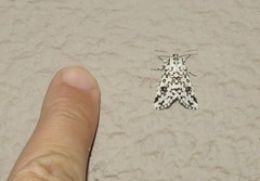 Dasychira octophora