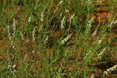 Cyphocarpa angustifolia