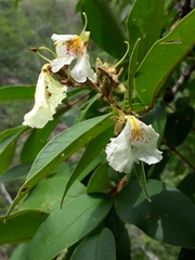 Qualea multiflora