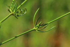 Cyphocarpa angustifolia