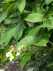 Qualea multiflora