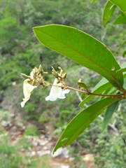 Qualea multiflora