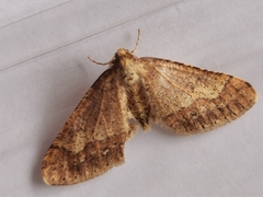 Agriopis marginaria