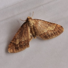 Agriopis marginaria