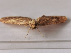 Agriopis marginaria