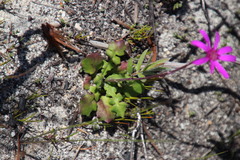 Senecio cymbalarifolius