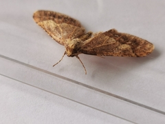 Agriopis marginaria