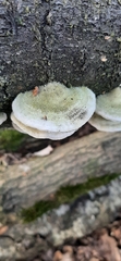 Trametes