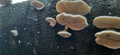 Trametes