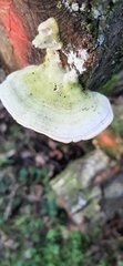 Trametes