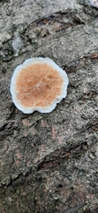 Fungi