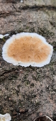 Fungi