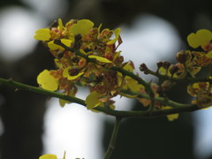 Trichocentrum ascendens