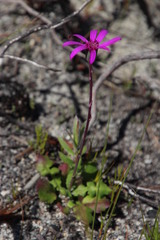 Senecio cymbalarifolius
