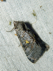 Syngrapha viridisigma