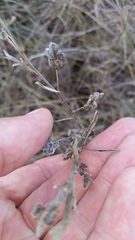 Lespedeza leptostachya