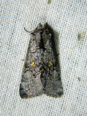 Syngrapha viridisigma