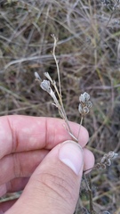Lespedeza leptostachya
