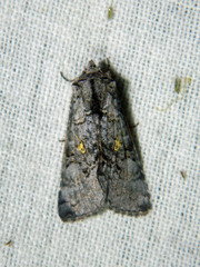 Syngrapha viridisigma