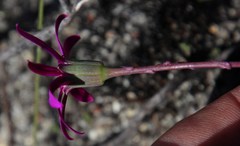 Senecio cymbalarifolius