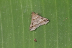Heterogramma circumflexalis