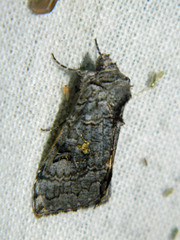 Syngrapha viridisigma