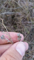 Lespedeza leptostachya