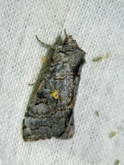 Syngrapha viridisigma