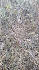 Lespedeza leptostachya