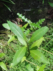 Acanthus ilicifolius