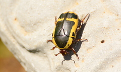 Pachnoda sinuata