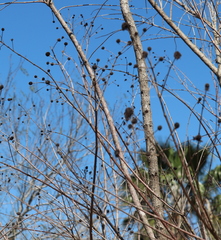Cephalanthus salicifolius