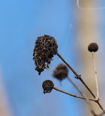 Cephalanthus salicifolius