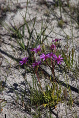 Senecio cymbalarifolius