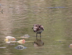Calidris bairdii