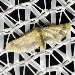 Idaea trypheropa