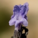 Lavandula latifolia - Photo (c) Ferran Turmo Gort, μερικά δικαιώματα διατηρούνται (CC BY-NC-SA)