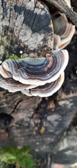 Trametes