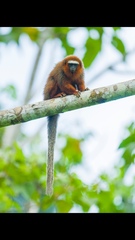 Plecturocebus discolor