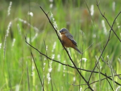 Sporophila hypoxantha