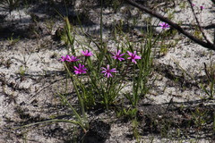 Senecio cymbalarifolius