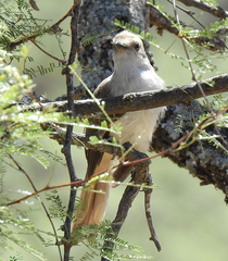 Coccyzus melacoryphus