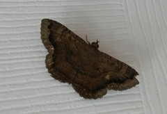 Hemeroblemma malitiosa