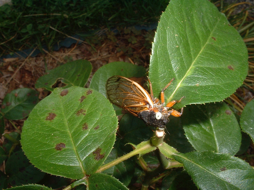 Pharaoh cicada