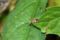 Cletomorpha benita