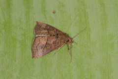 Hypena lollia