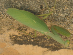 Sphodromantis lineola