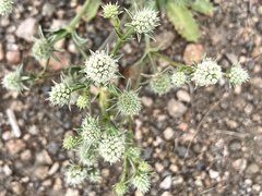 Eryngium nudicaule